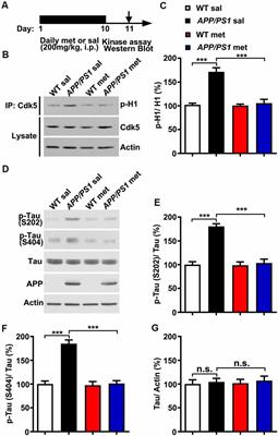 Metformin Ameliorates Synaptic Defects in a Mouse Model of AD by Inhibiting Cdk5 Activity